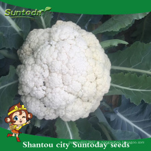 Suntoday номера пищевых растительных свежих овощей импортеров в Сингапуре реликвия Ф1 Бангладеш семена овощей капусты(A41005)
